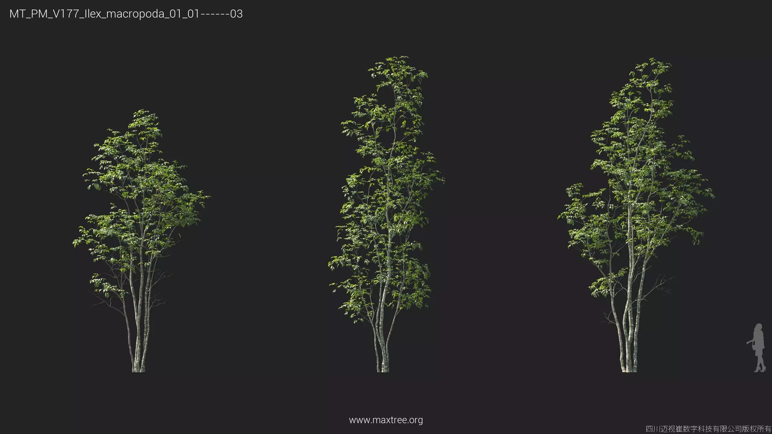 Maxtree Plant Models Vol 177 - Mesh 3D model_26