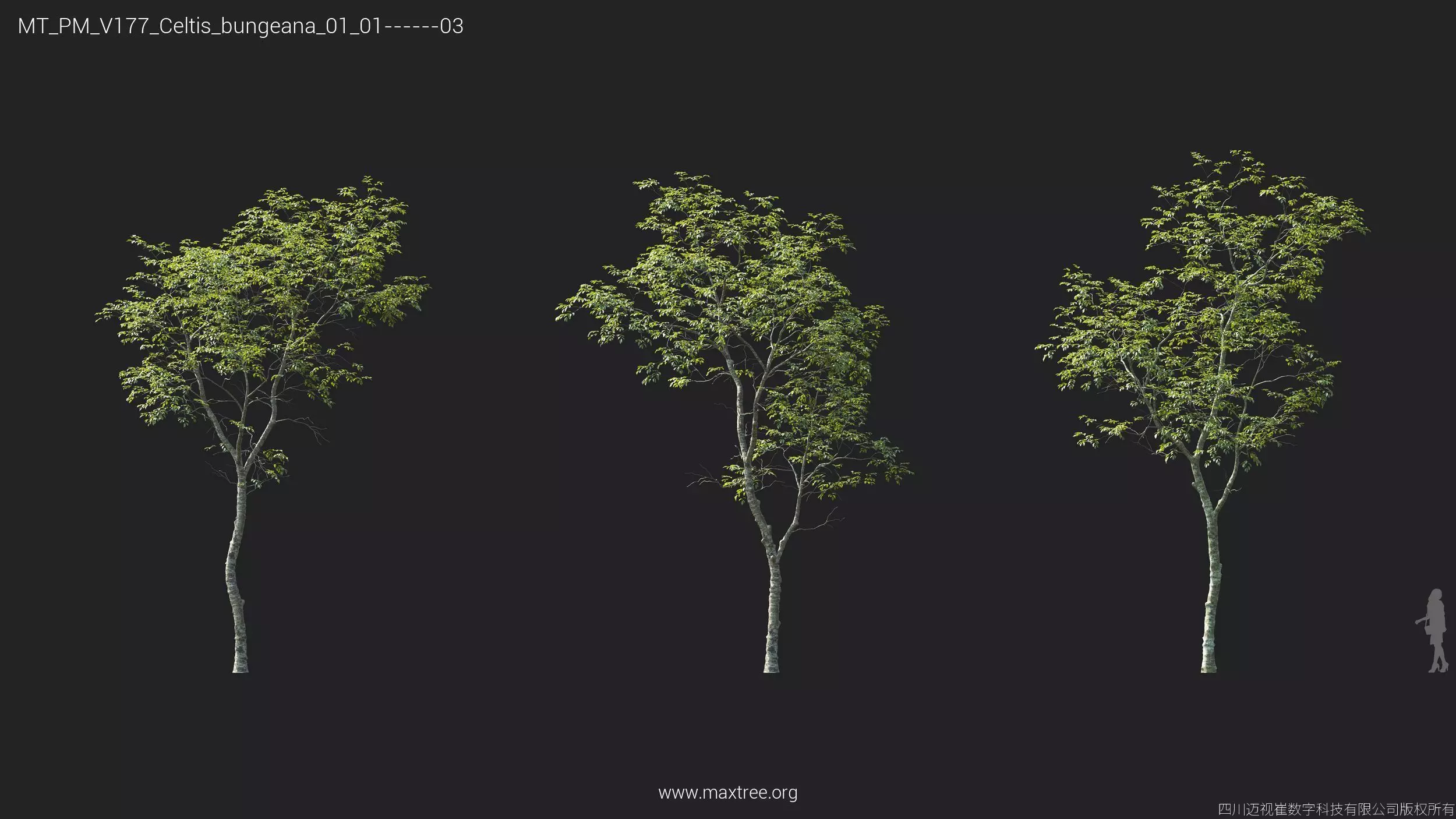 Maxtree Plant Models Vol 177 - Mesh 3D model_11