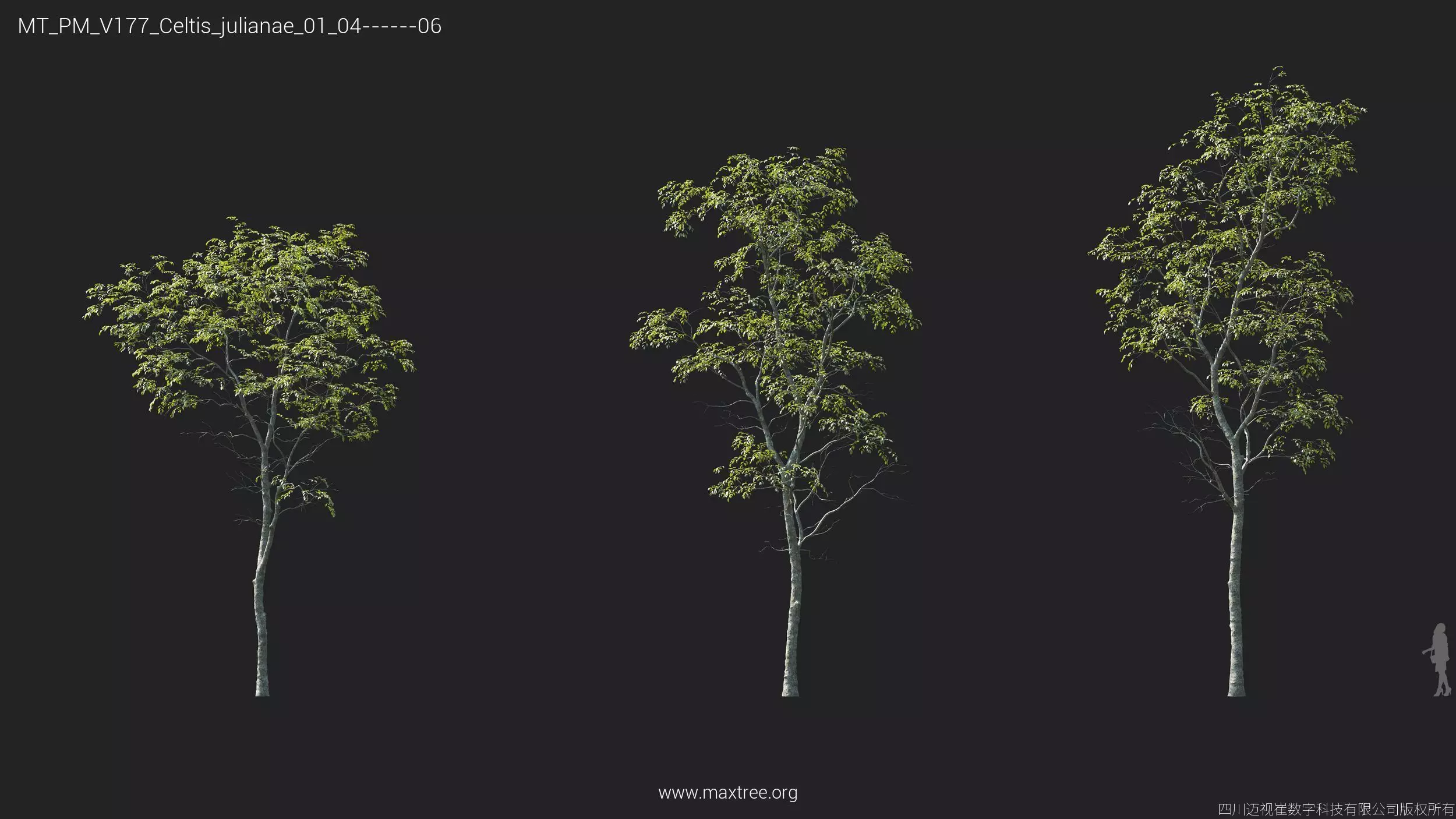 Maxtree Plant Models Vol 177 - Mesh 3D model_15