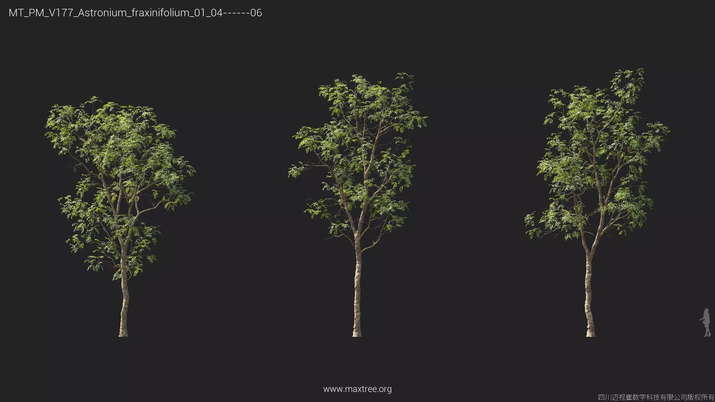 Maxtree Plant Models Vol 177 - Mesh 3D model_9