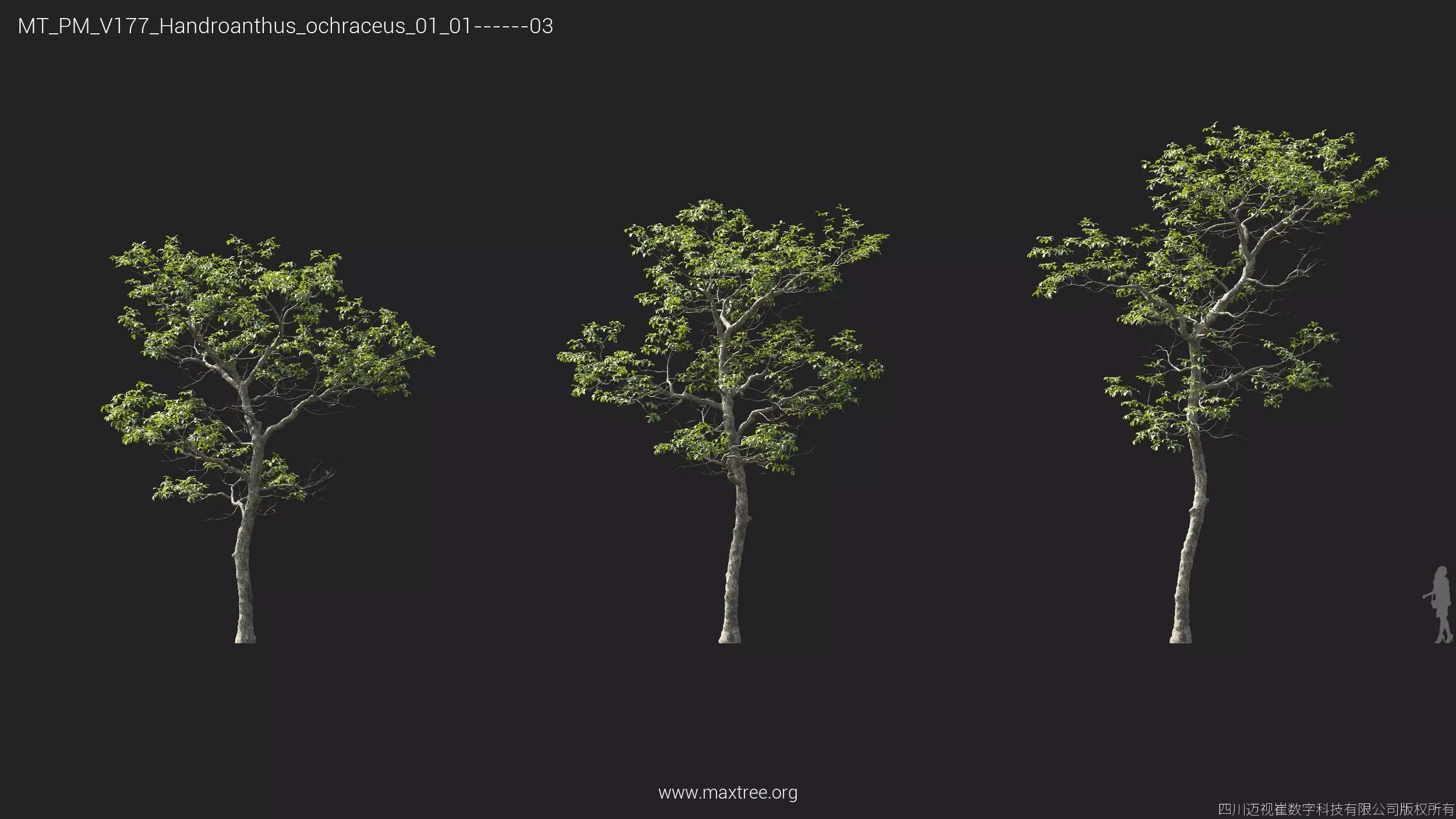 Maxtree Plant Models Vol 177 - Mesh 3D model_23