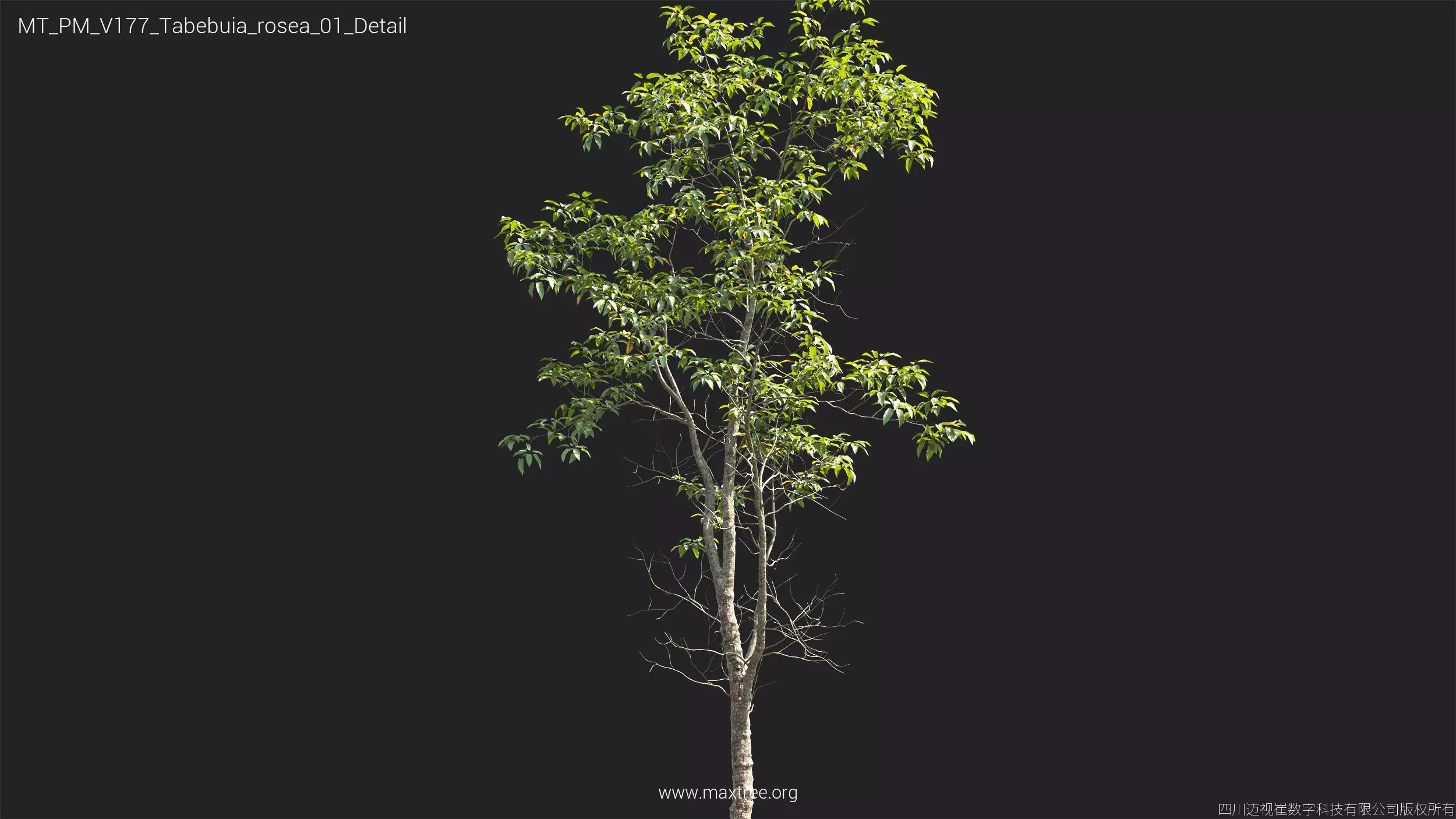 Maxtree Plant Models Vol 177 - Mesh 3D model_40