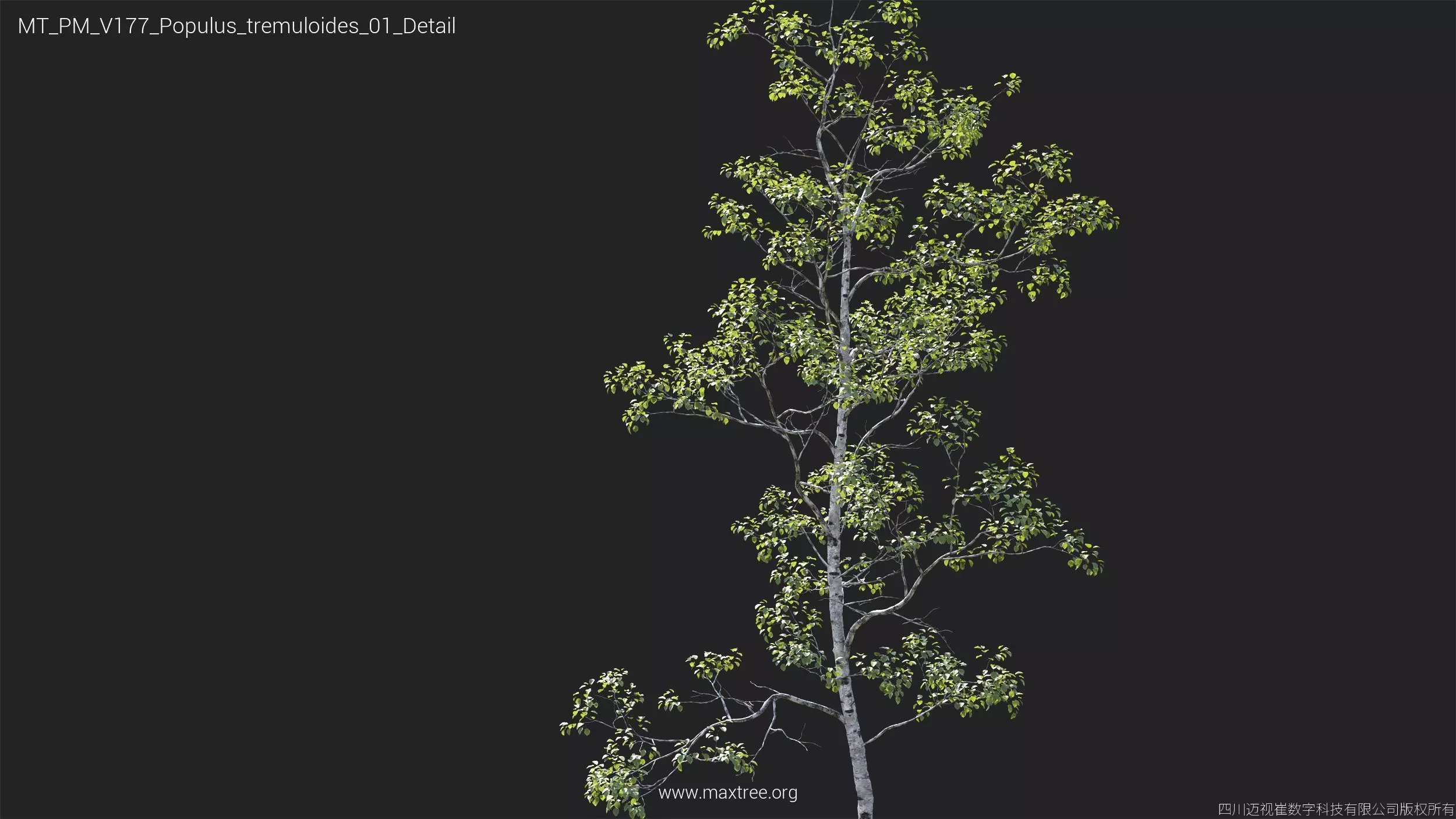 Maxtree Plant Models Vol 177 - Mesh 3D model_34