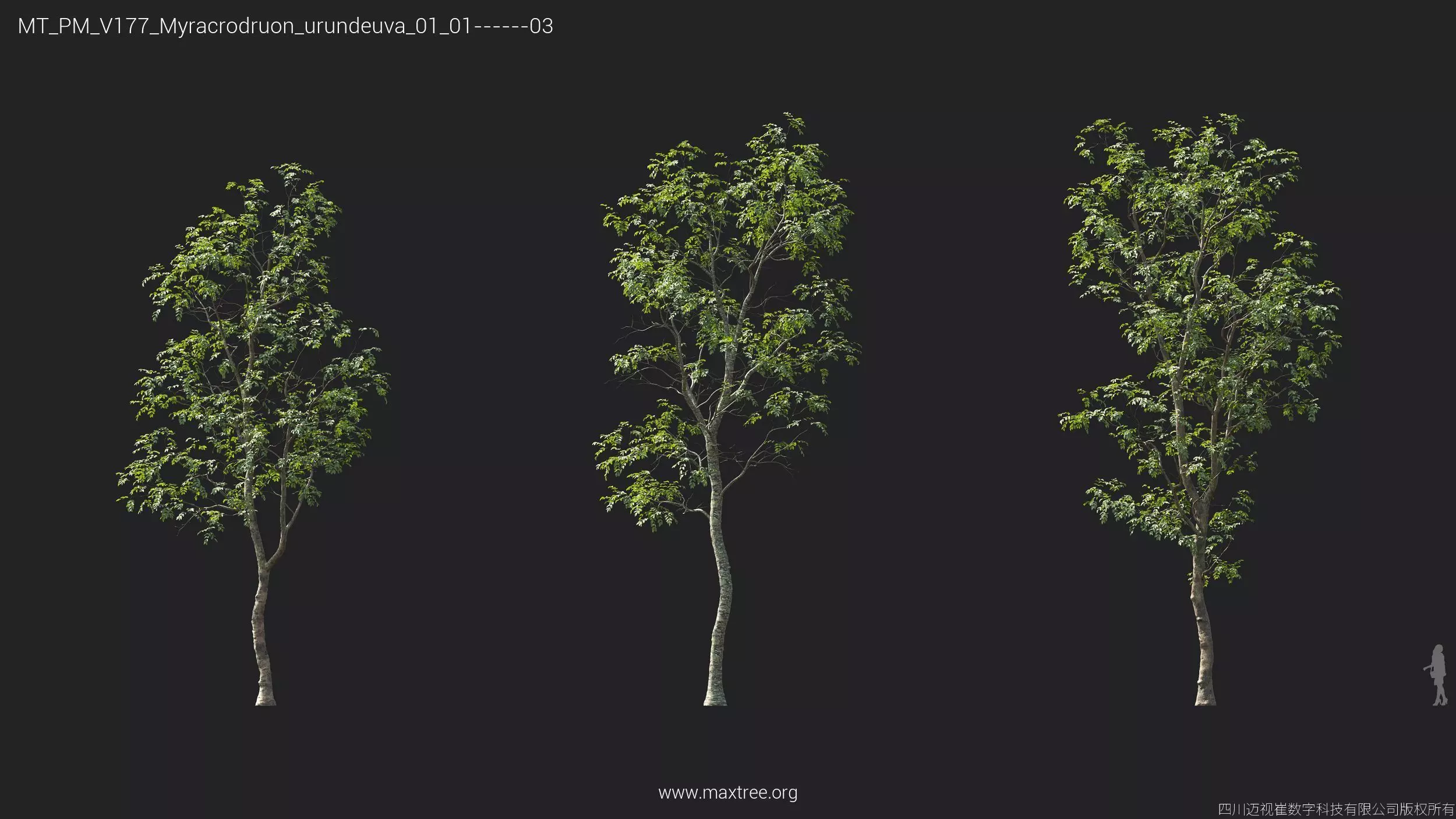Maxtree Plant Models Vol 177 - Mesh 3D model_29