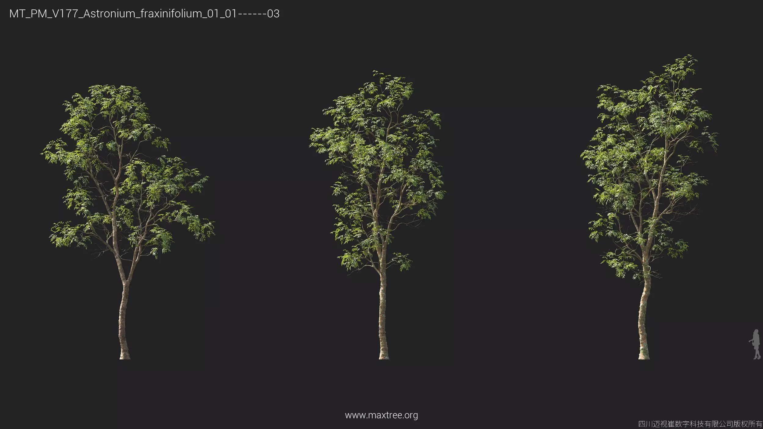 Maxtree Plant Models Vol 177 - Mesh 3D model_8