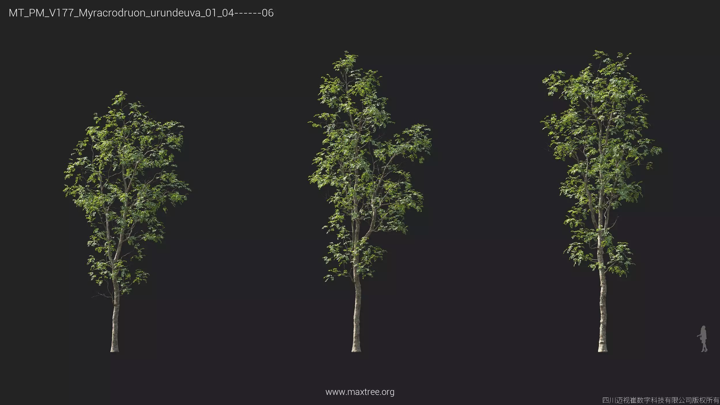 Maxtree Plant Models Vol 177 - Mesh 3D model_30
