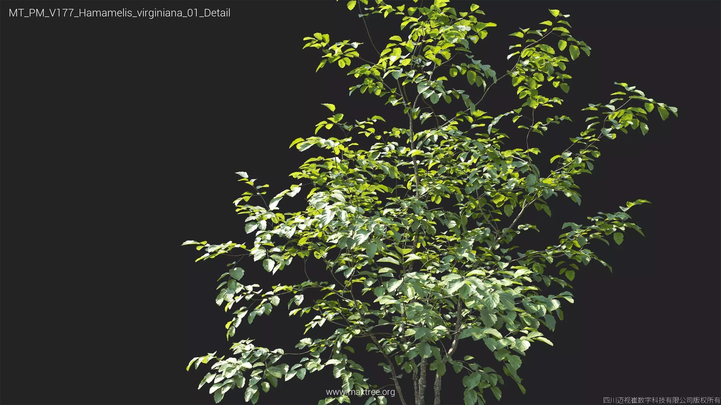 Maxtree Plant Models Vol 177 - Mesh 3D model_22