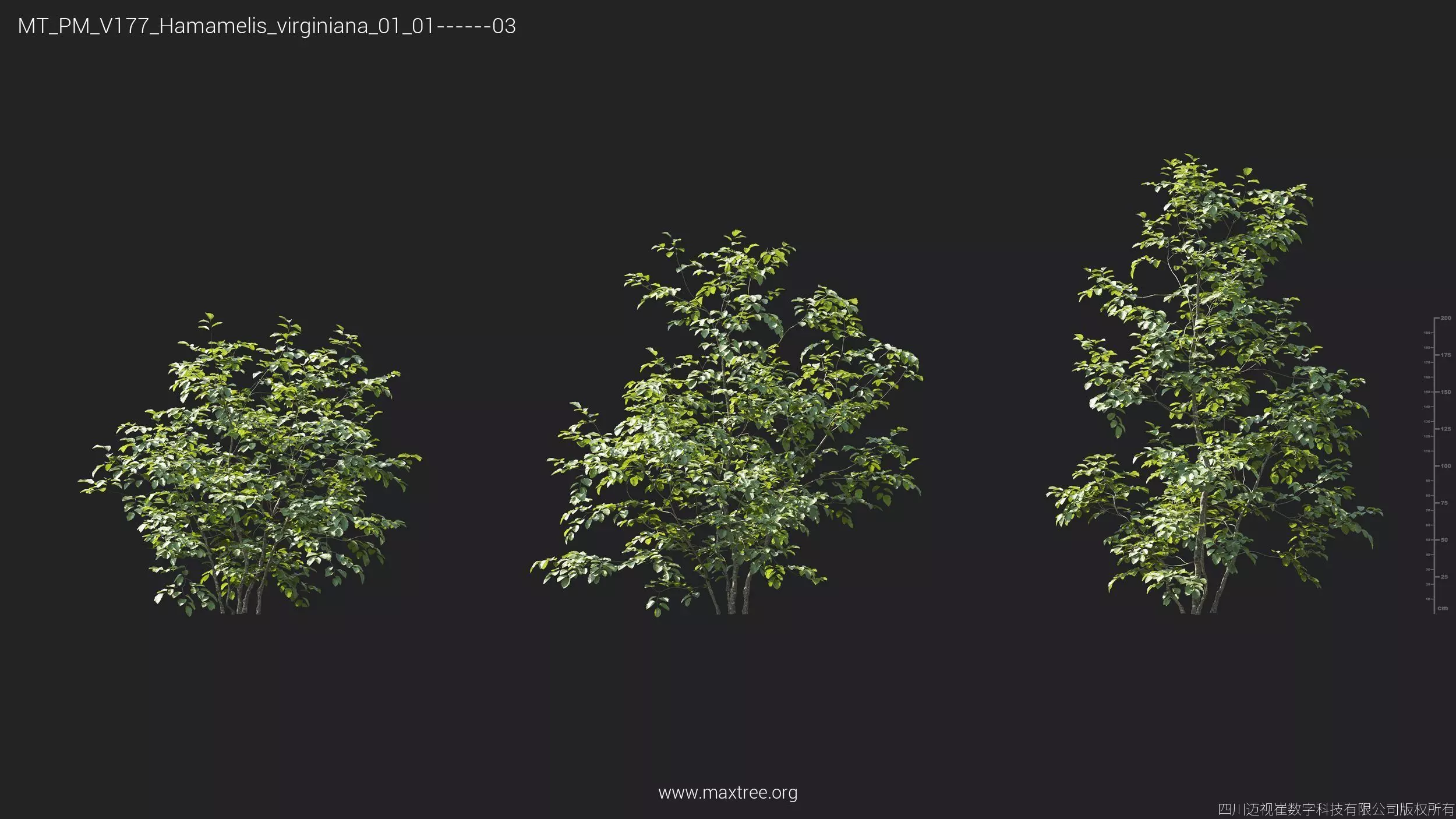 Maxtree Plant Models Vol 177 - Mesh 3D model_20