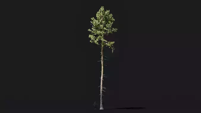 Longleaf pine game ready tree