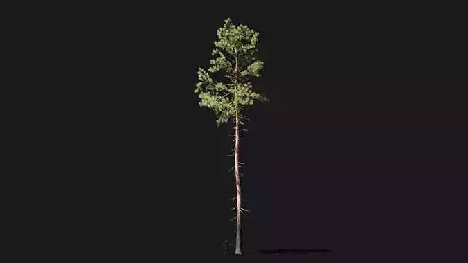 Longleaf pine old game ready tree