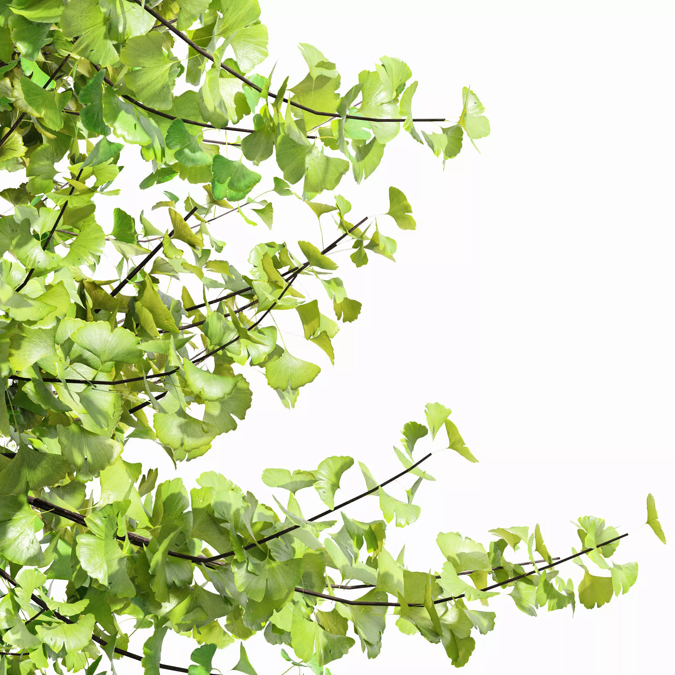 AV Acer Saccharinum and European Bladdernut Spring 2 Trees 3D model_4