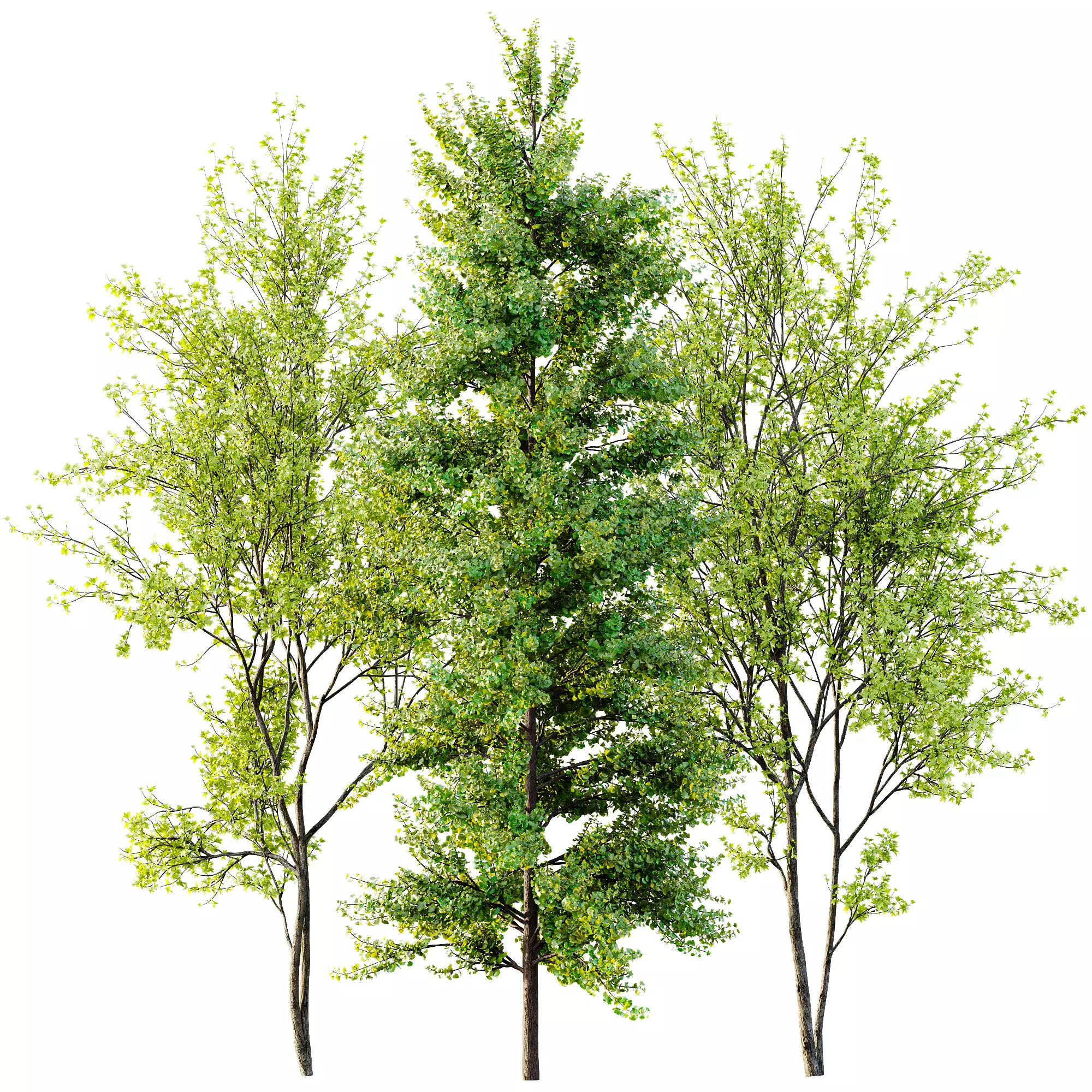 AV Acer Saccharinum and European Bladdernut Spring 2 Trees 3D model_8