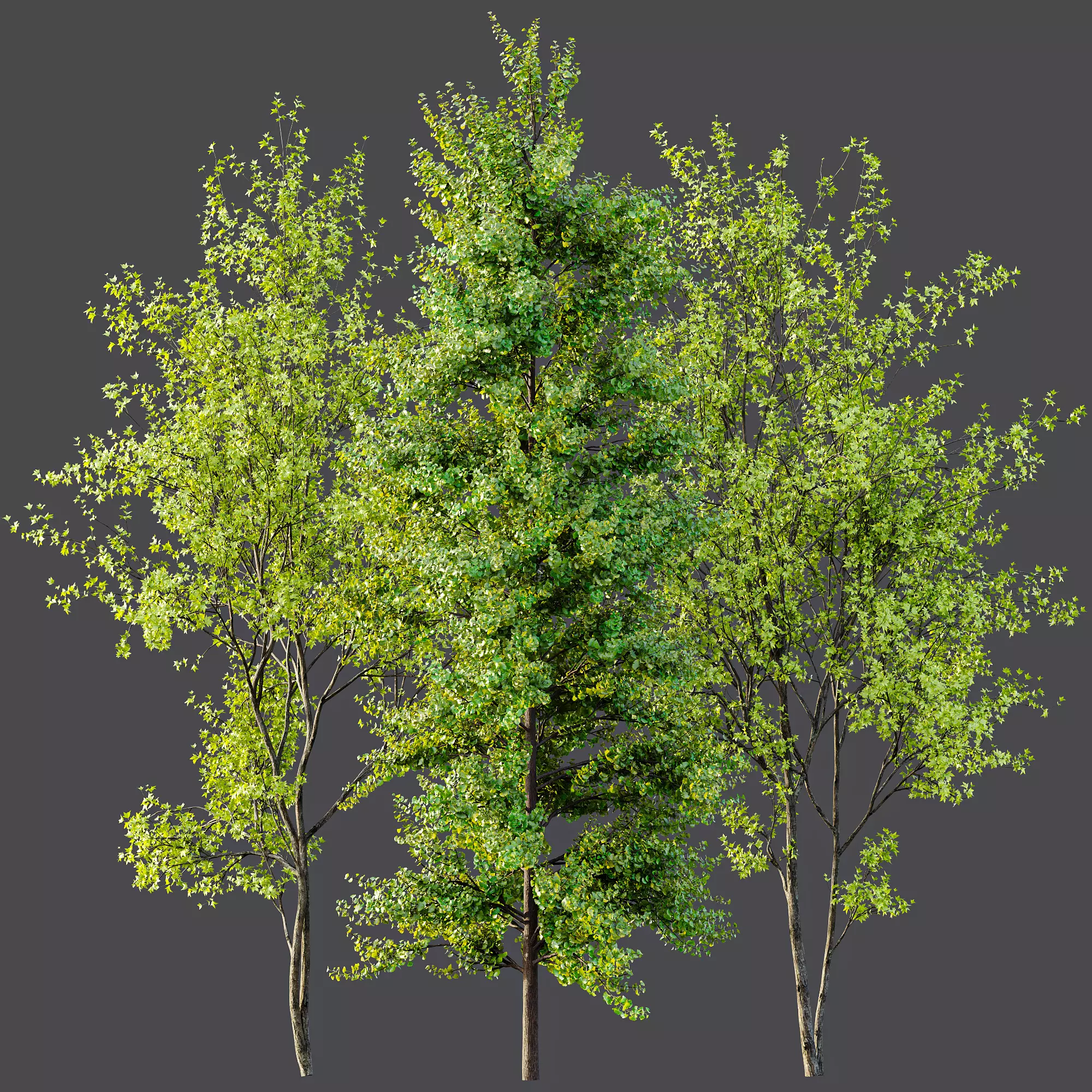 AV Acer Saccharinum and European Bladdernut Spring 2 Trees 3D model_7