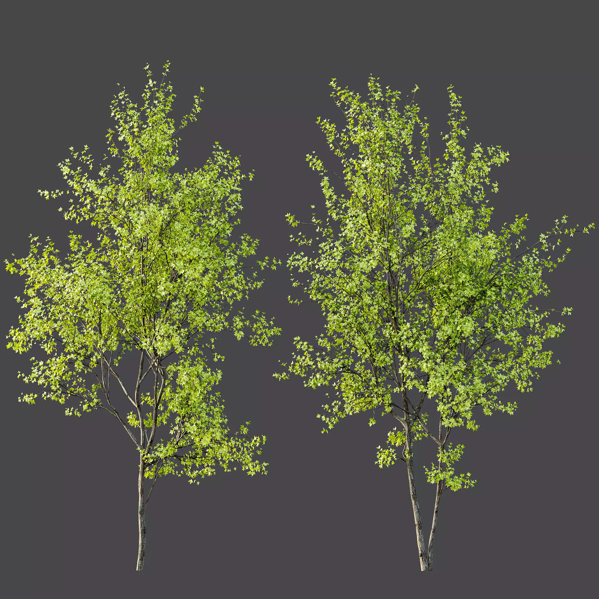 AV Acer Saccharinum and European Bladdernut Spring 2 Trees 3D model_6