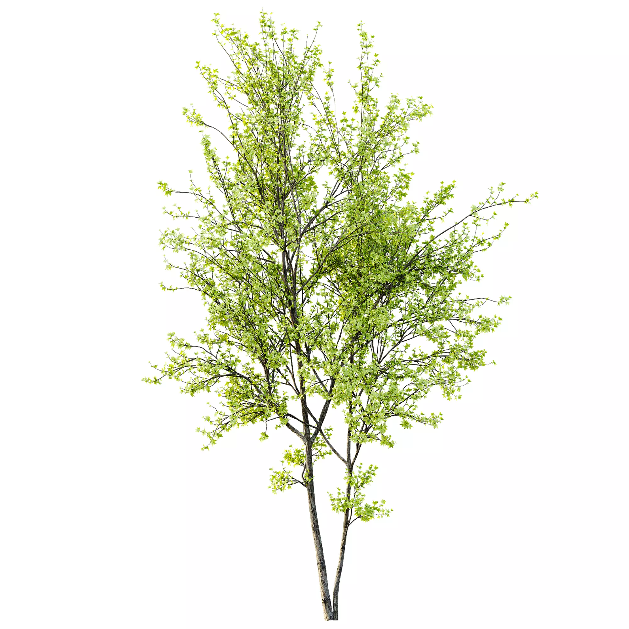 AV Acer Saccharinum and European Bladdernut Spring 2 Trees 3D model_1
