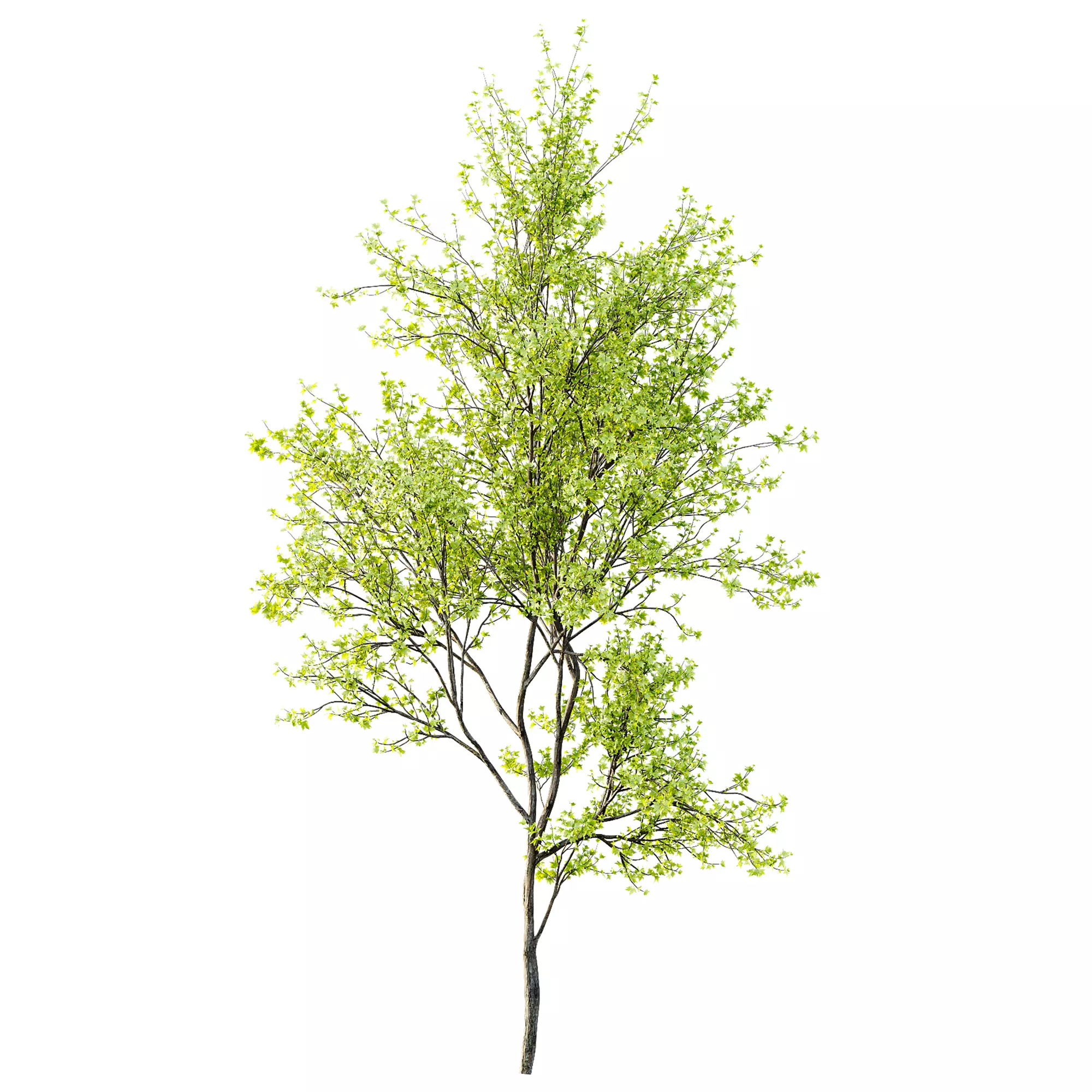 AV Acer Saccharinum and European Bladdernut Spring 2 Trees 3D model_3