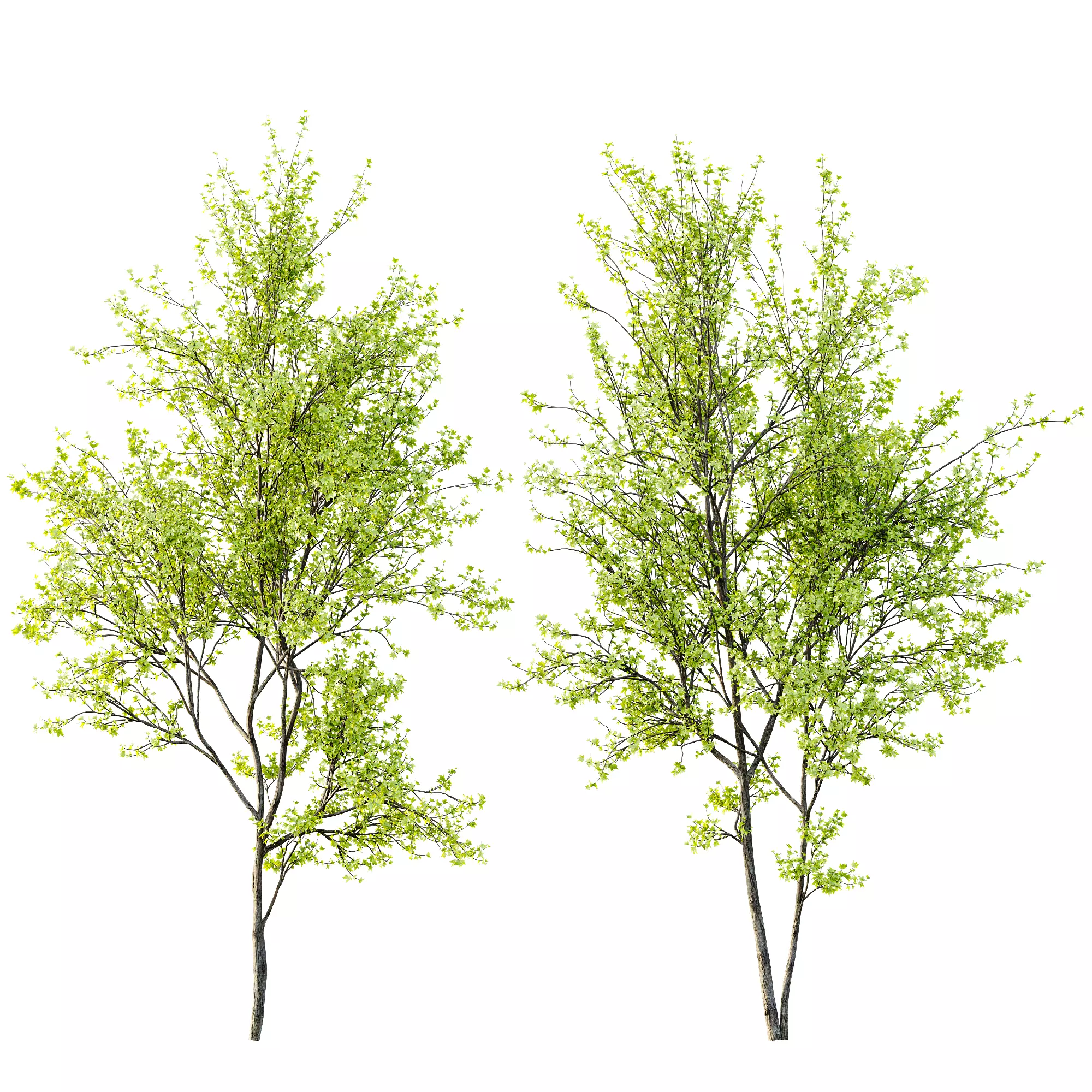 AV Acer Saccharinum and European Bladdernut Spring 2 Trees 3D model_5