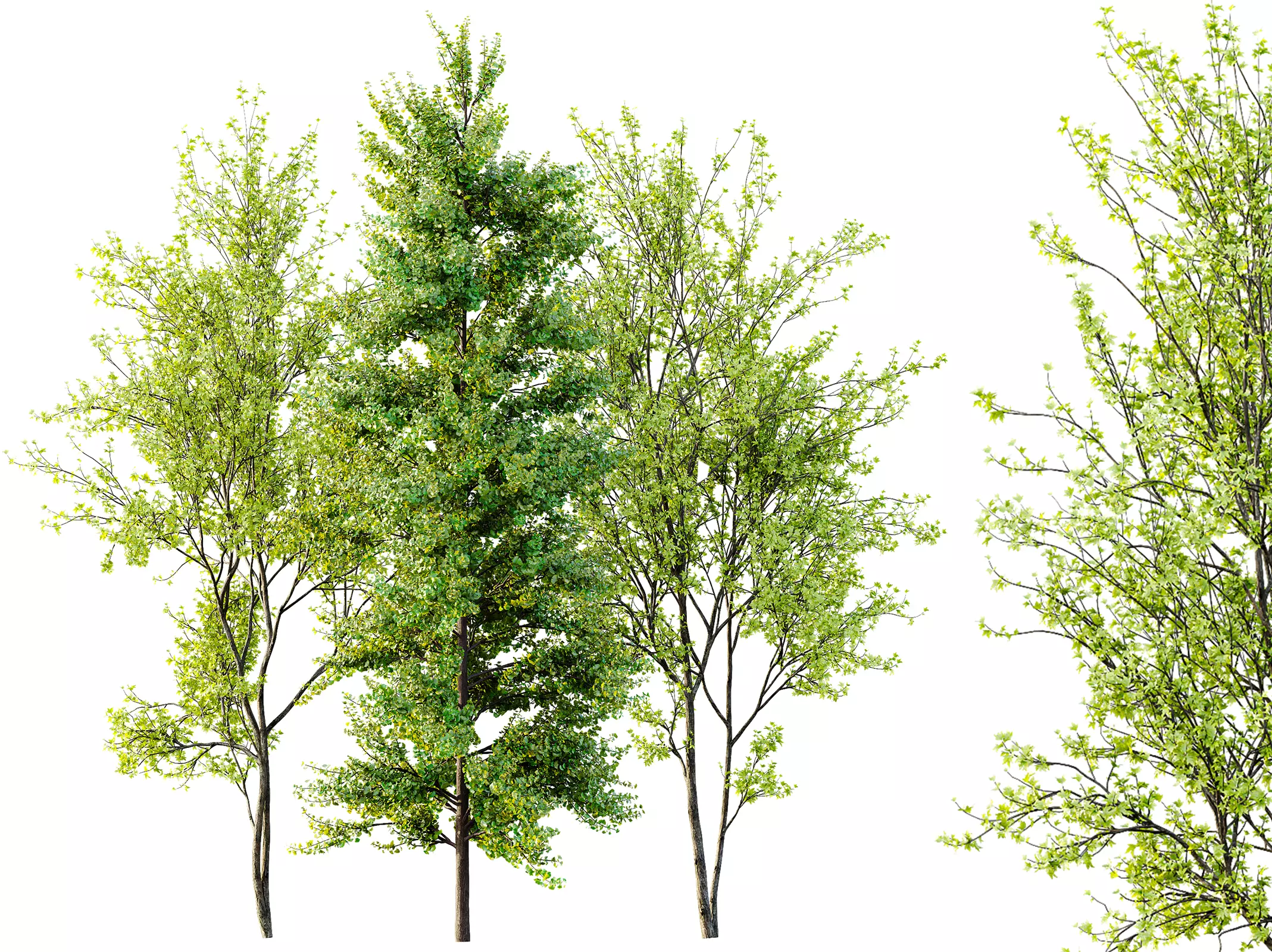 AV Acer Saccharinum and European Bladdernut Spring 2 Trees 3D model_0