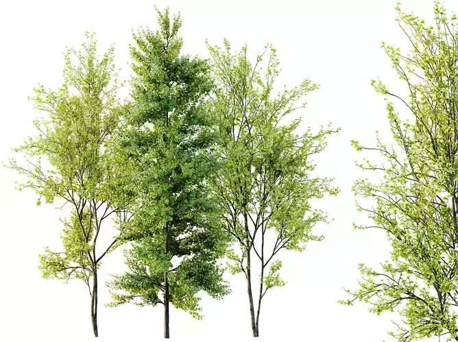 AV Acer Saccharinum and European Bladdernut Spring 2 Trees