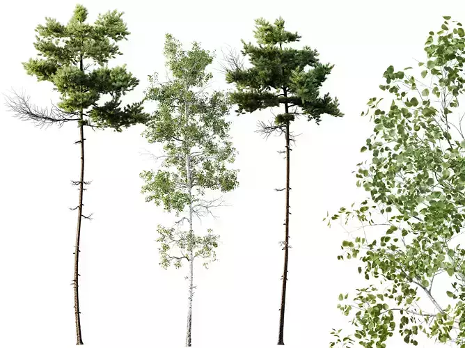 AV Pinus Echinata Populus Tremuloides 3D model
