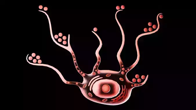 Human Skin Melanocyte Structure