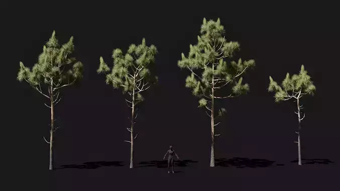 Longleaf pine young trees