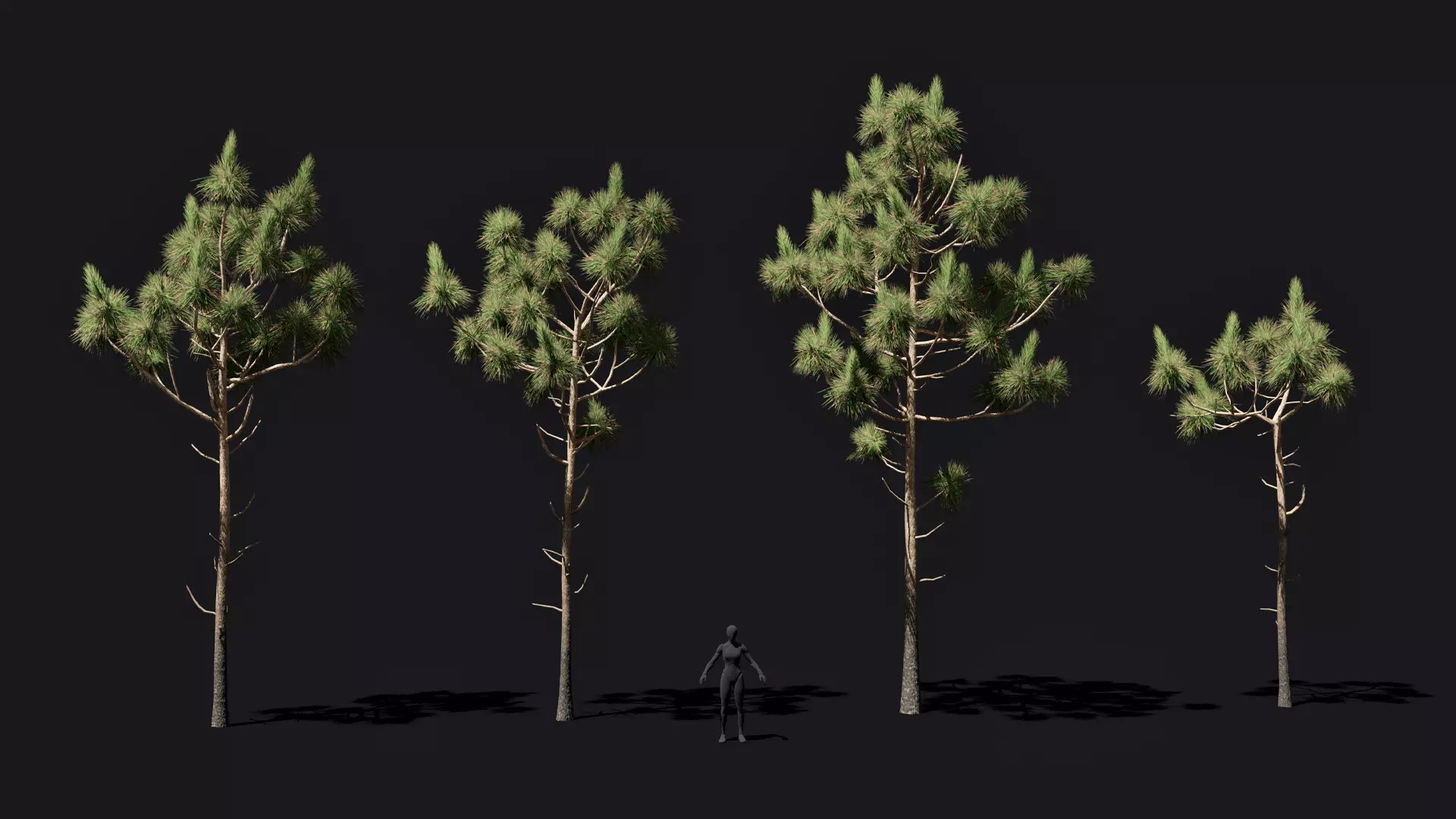 Longleaf pine young trees Low-poly 3D model_0