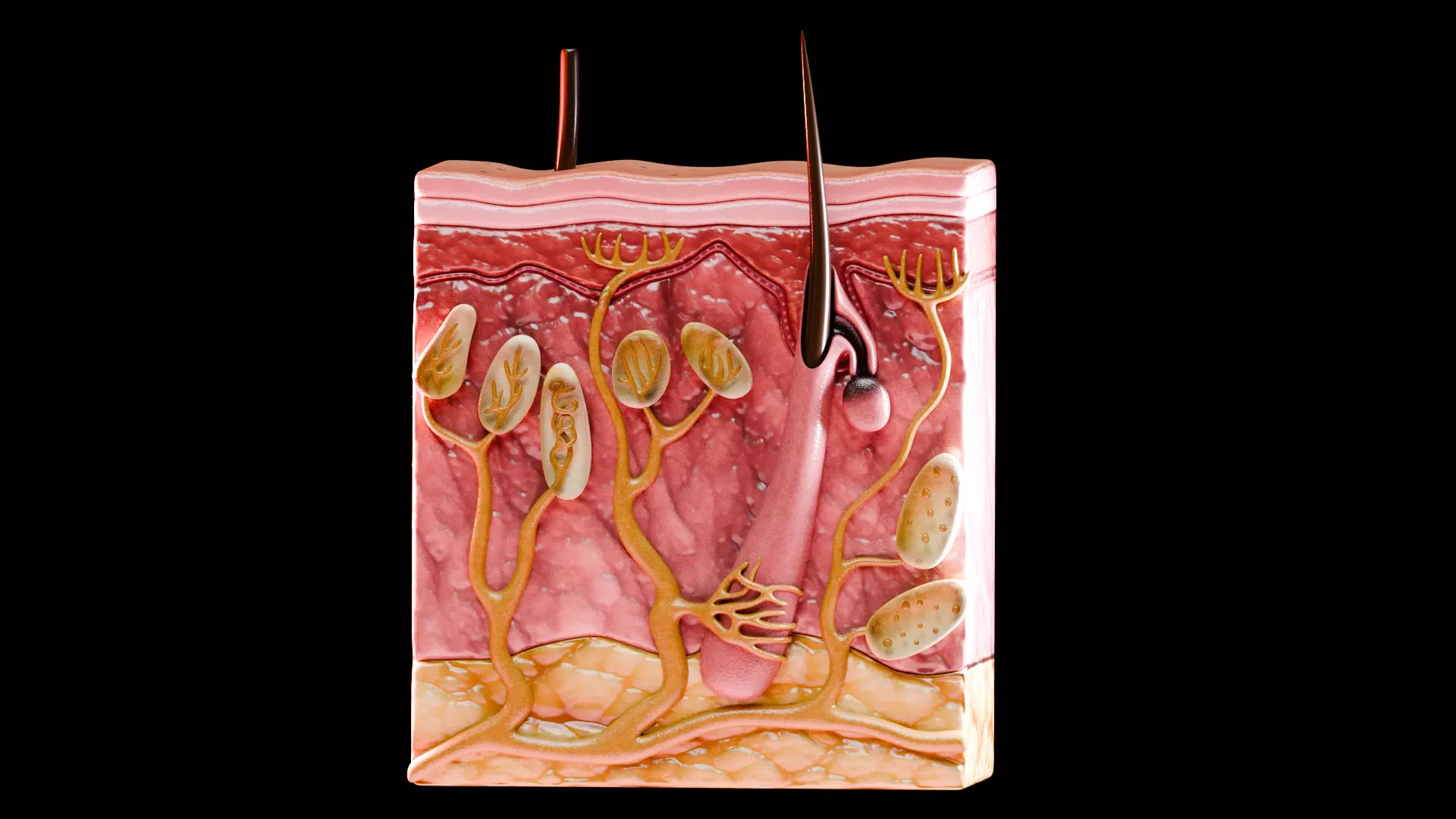 Human Integumentary System Anatomy 3D Model Collection_18