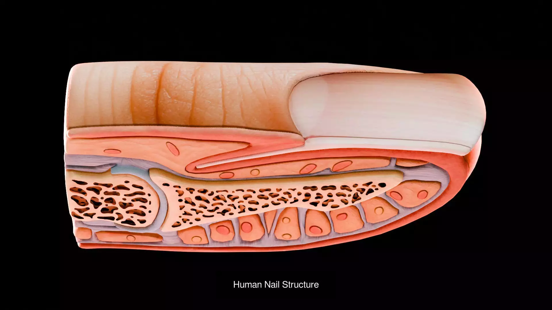 Human Integumentary System Anatomy 3D Model Collection_2