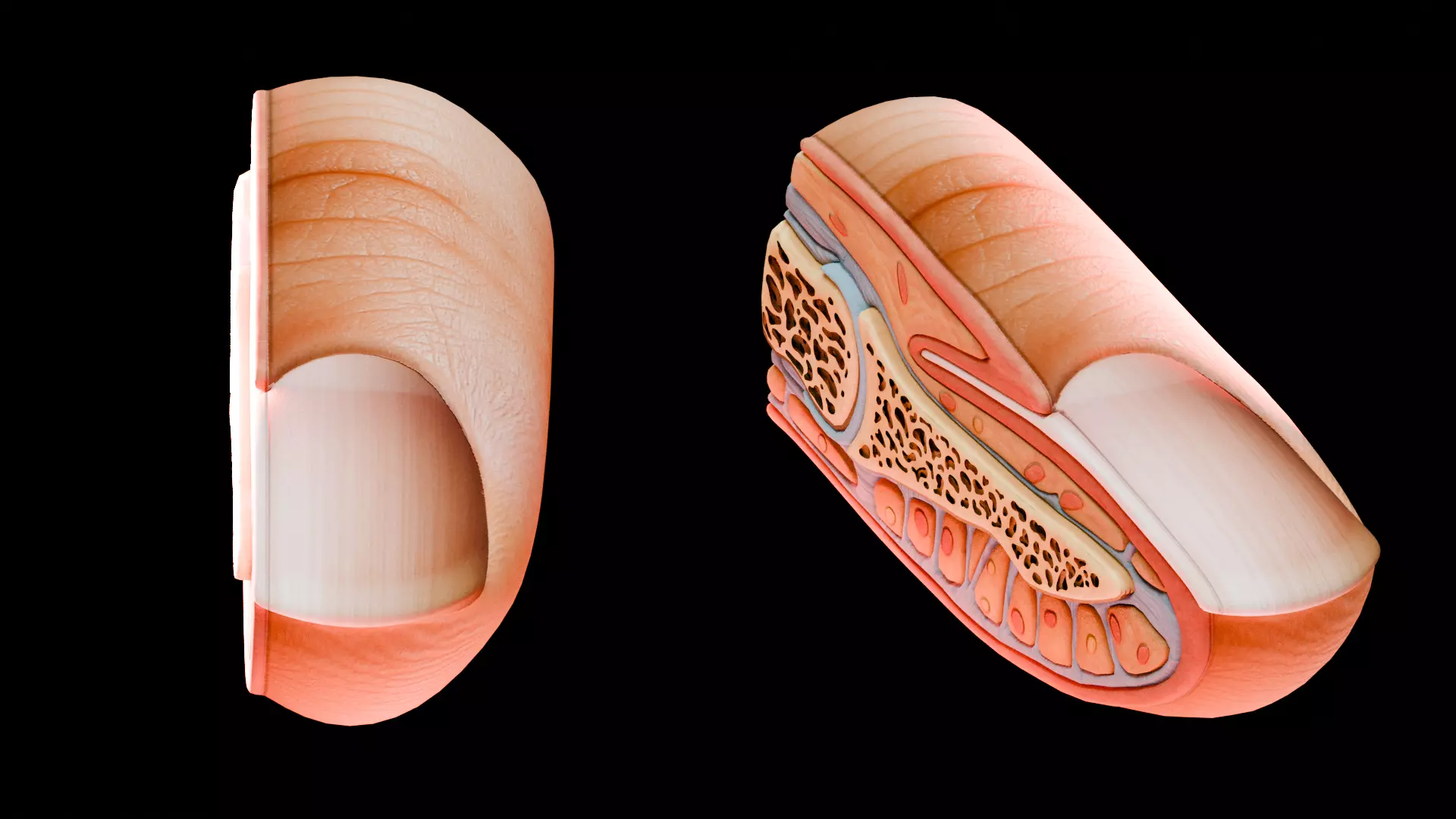 Human Integumentary System Anatomy 3D Model Collection_10