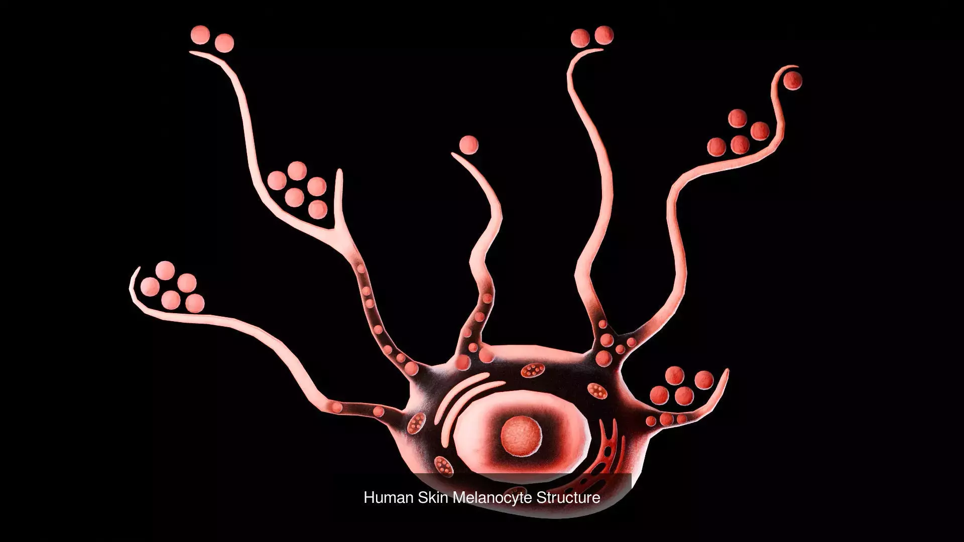 Human Integumentary System Anatomy 3D Model Collection_5