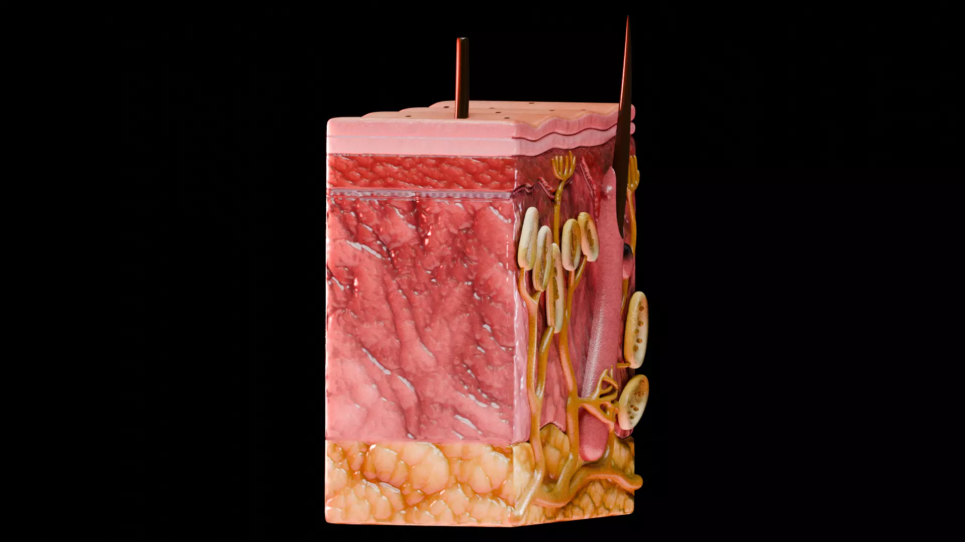 Human Integumentary System Anatomy 3D Model Collection_19