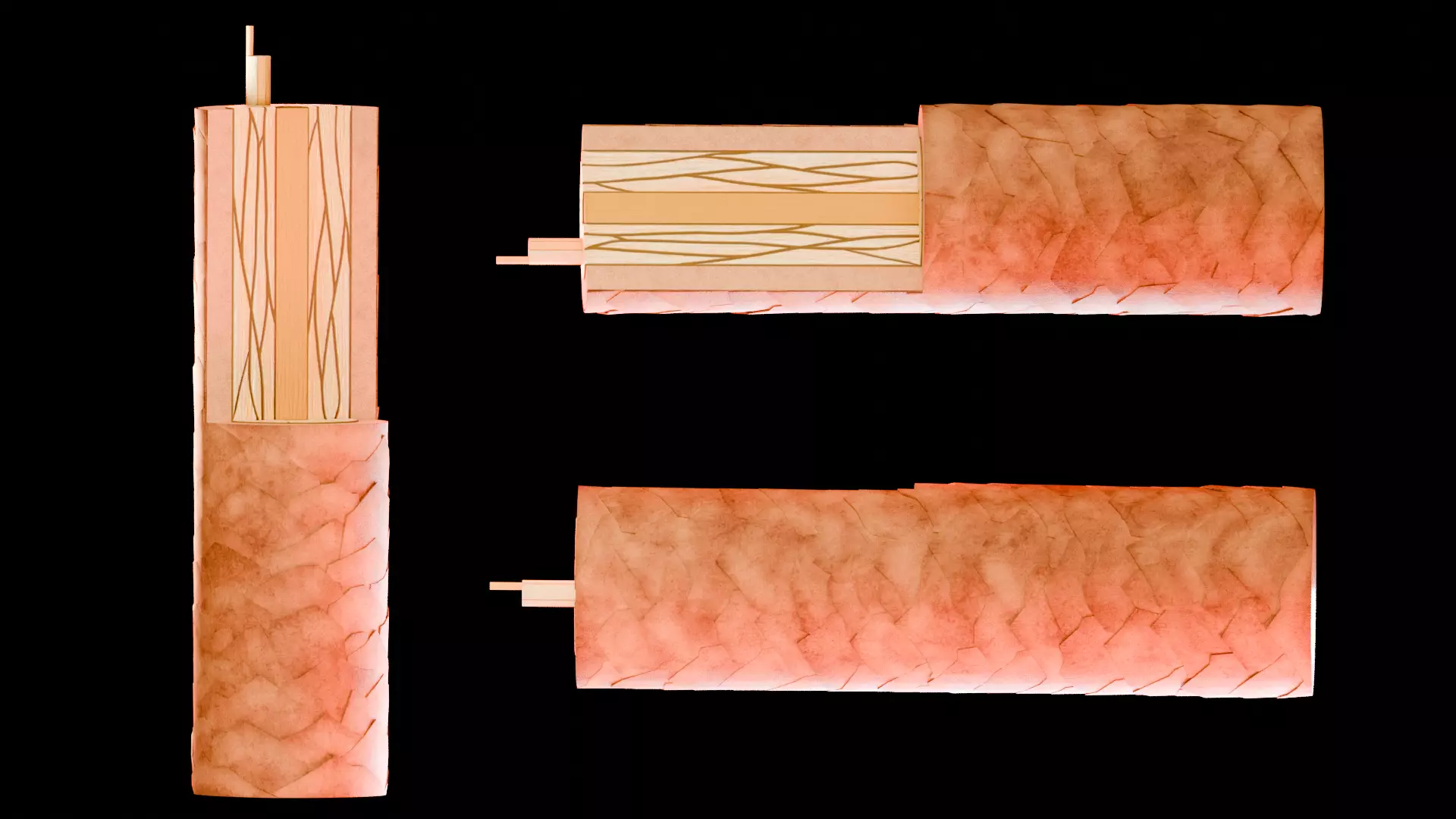 Human Integumentary System Anatomy 3D Model Collection_7