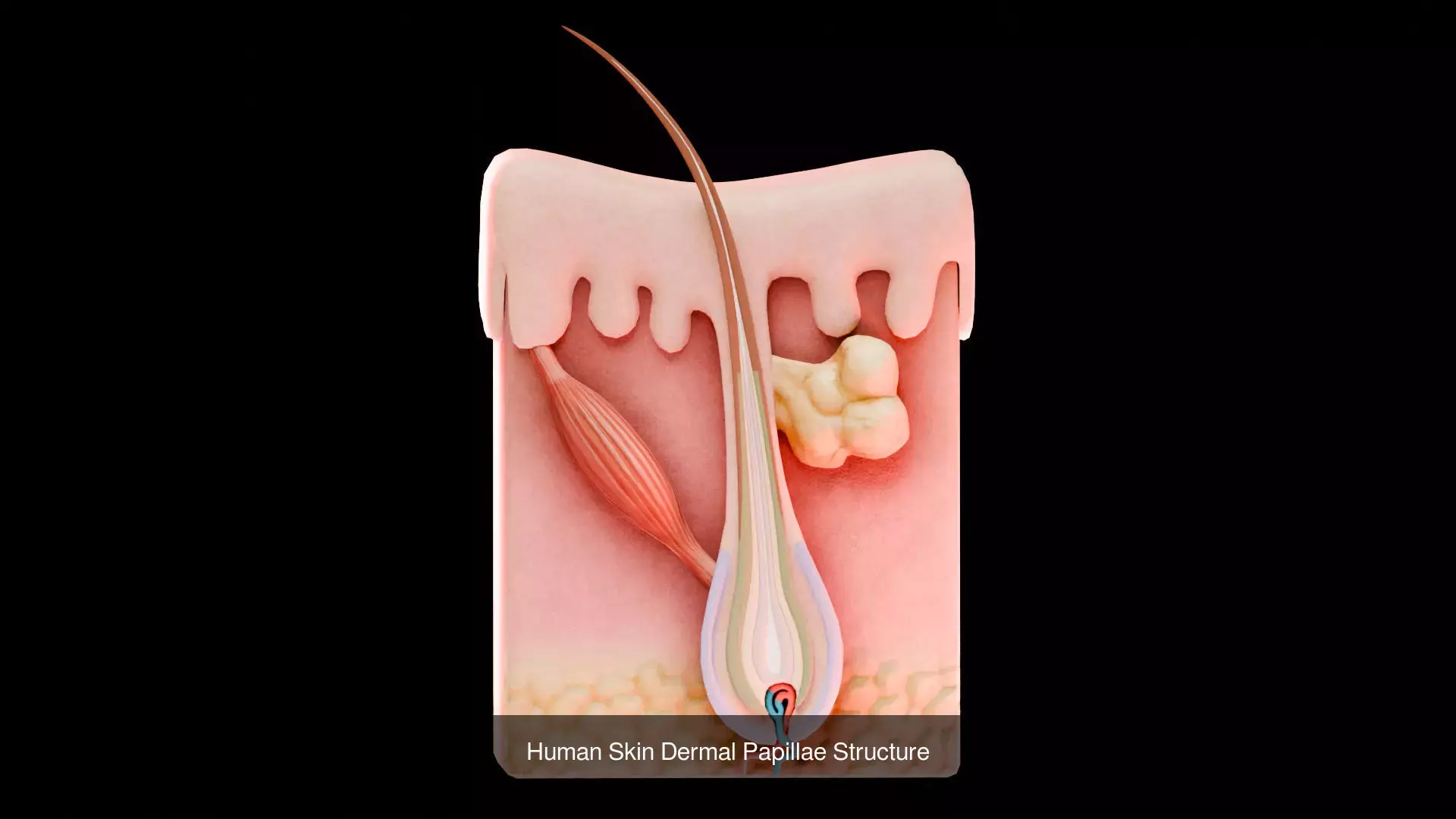 Human Integumentary System Anatomy 3D Model Collection_4