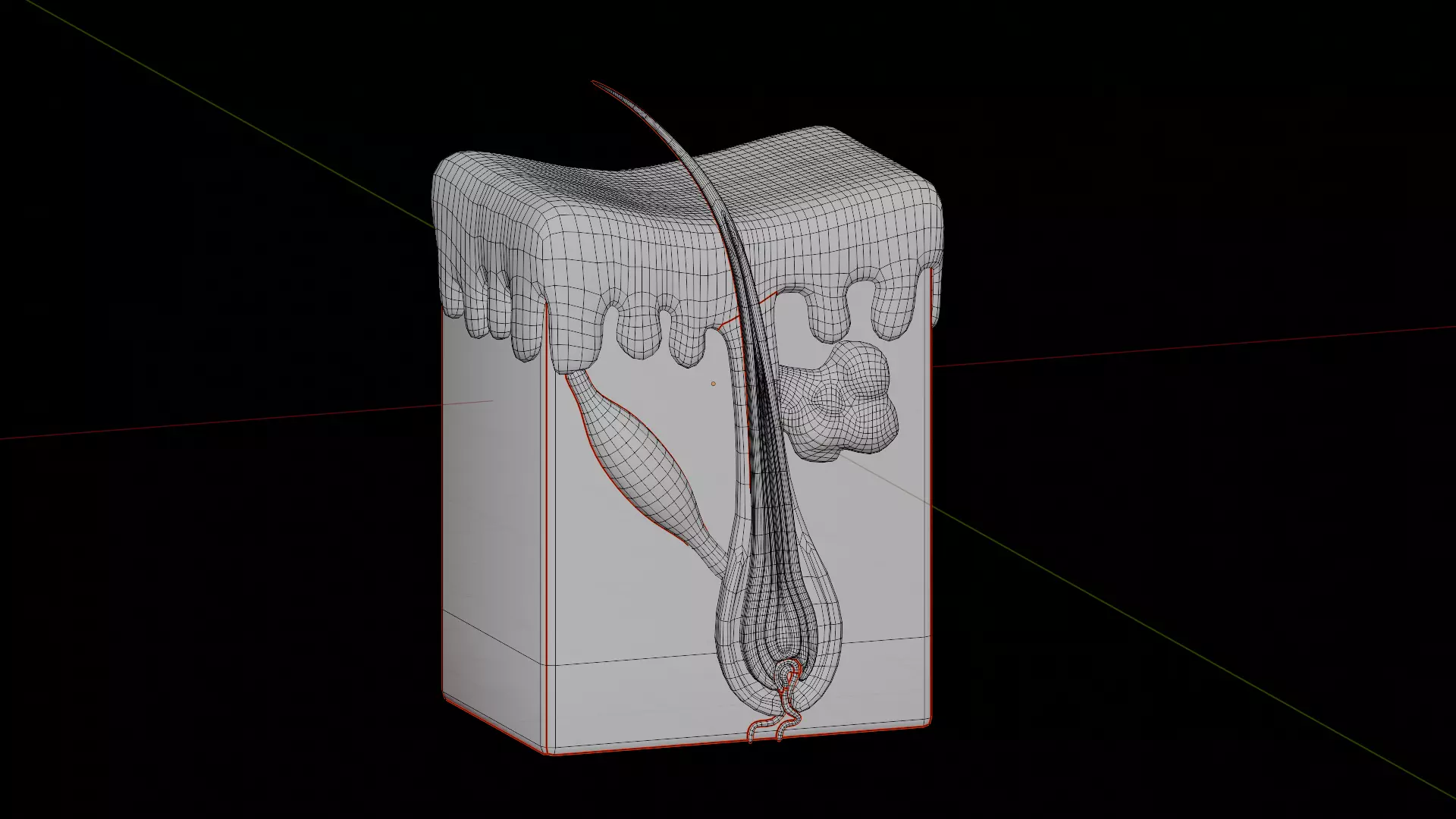 Human Integumentary System Anatomy 3D Model Collection_14
