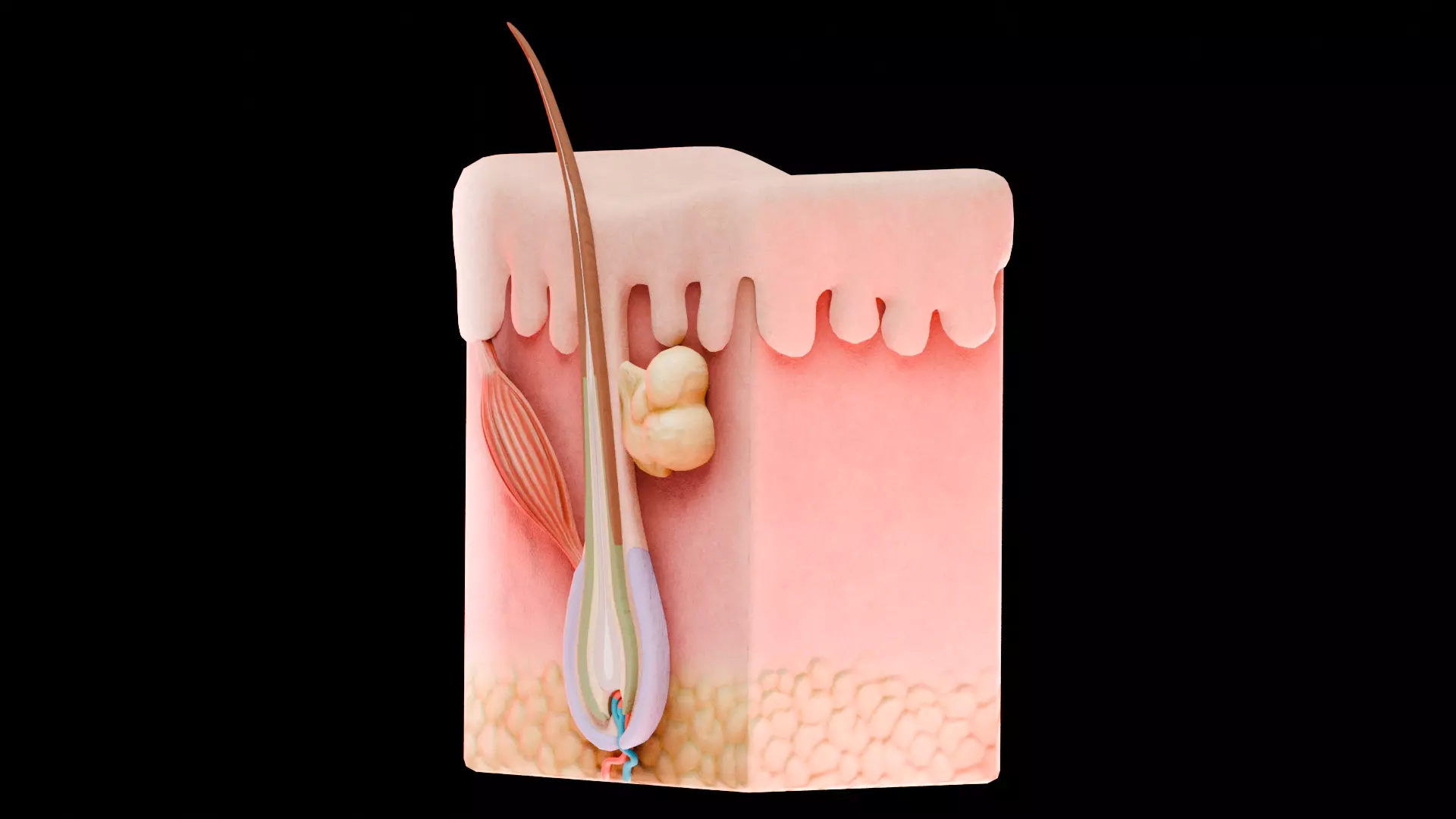 Human Integumentary System Anatomy 3D Model Collection_12