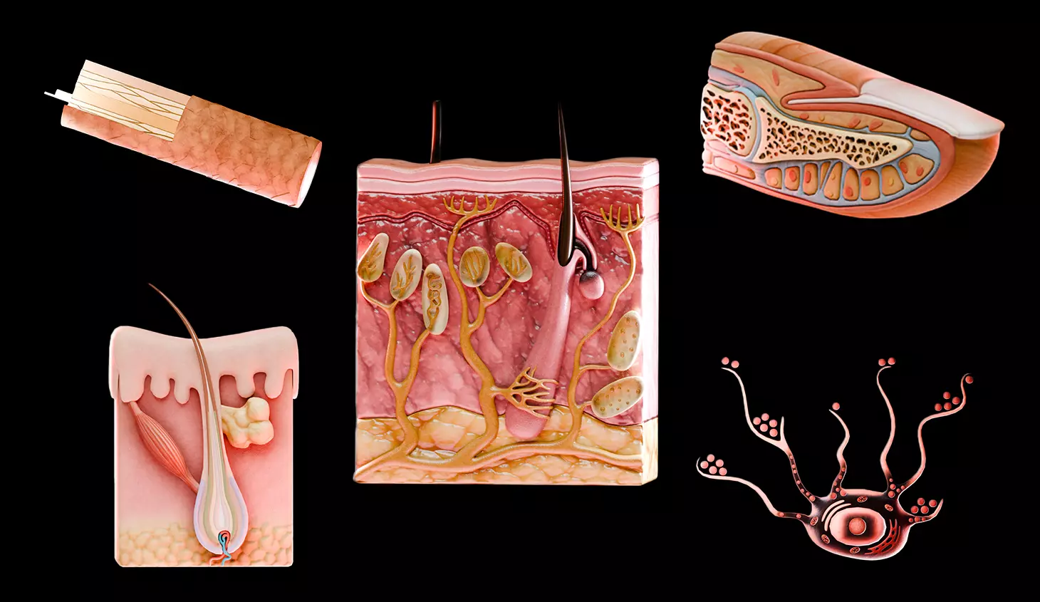Human Integumentary System Anatomy 3D Model Collection_0