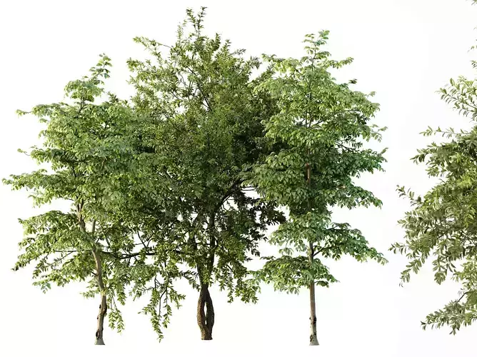 AV Water gum and Carpinus Betulus 3 trees 3D model
