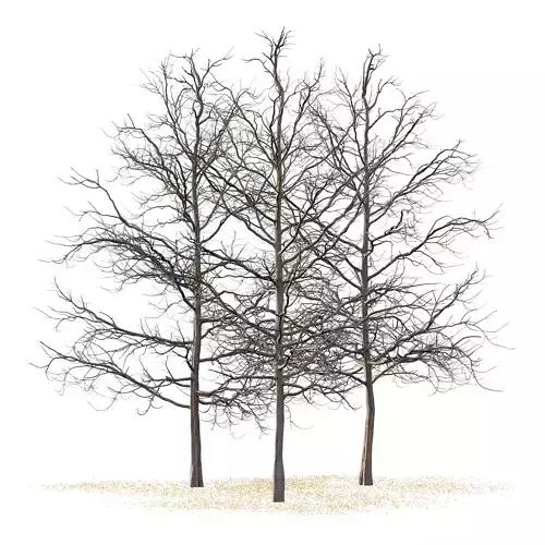 Mountain Ash Tree 03