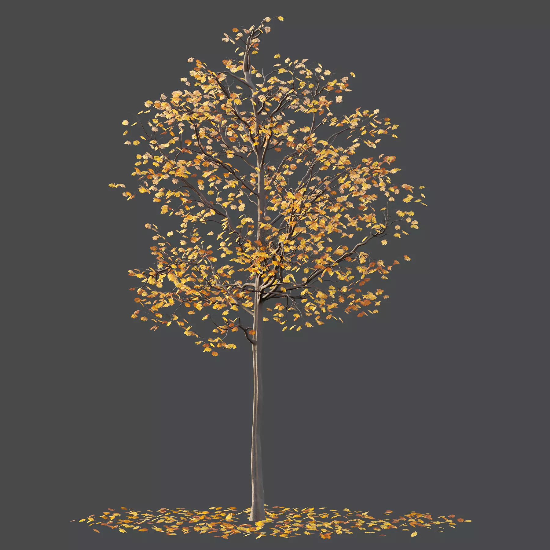 Mountain Ash Tree 04 3D model_3