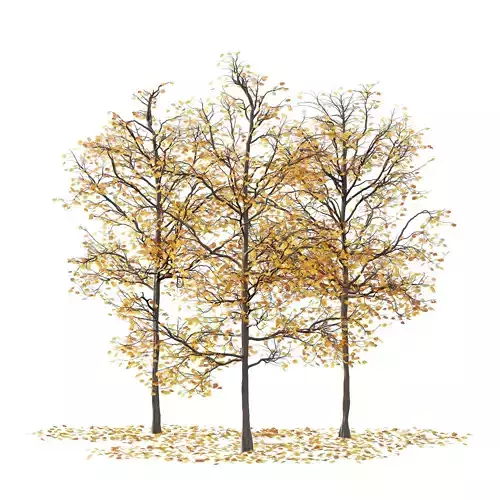 Mountain Ash Tree 04