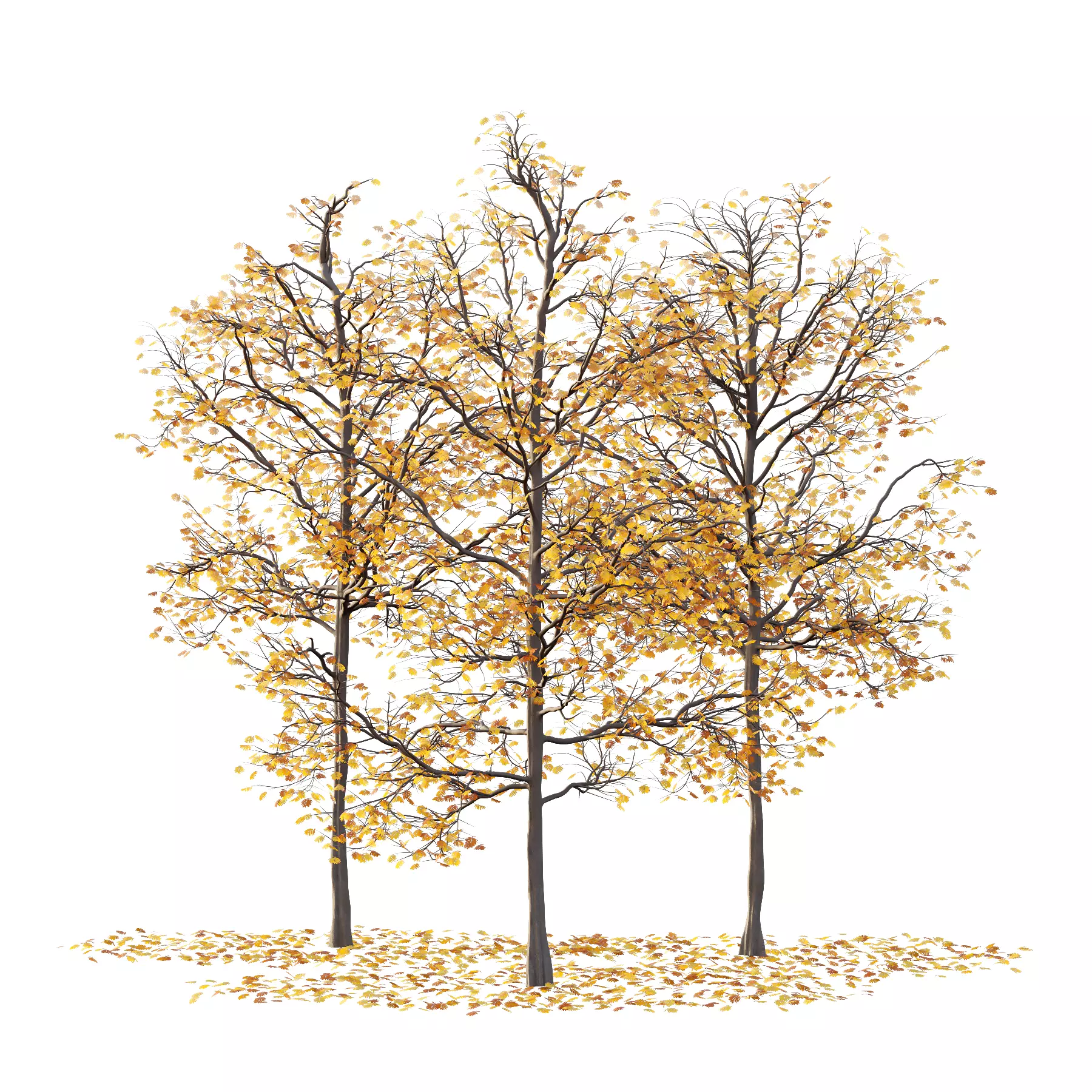 Mountain Ash Tree 04 3D model_0