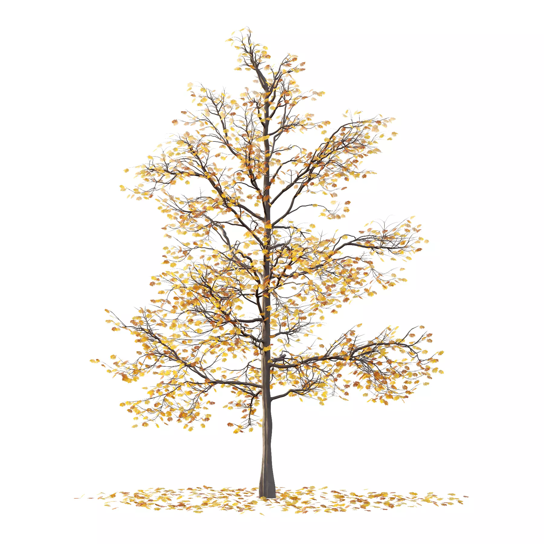 Mountain Ash Tree 04 3D model_1