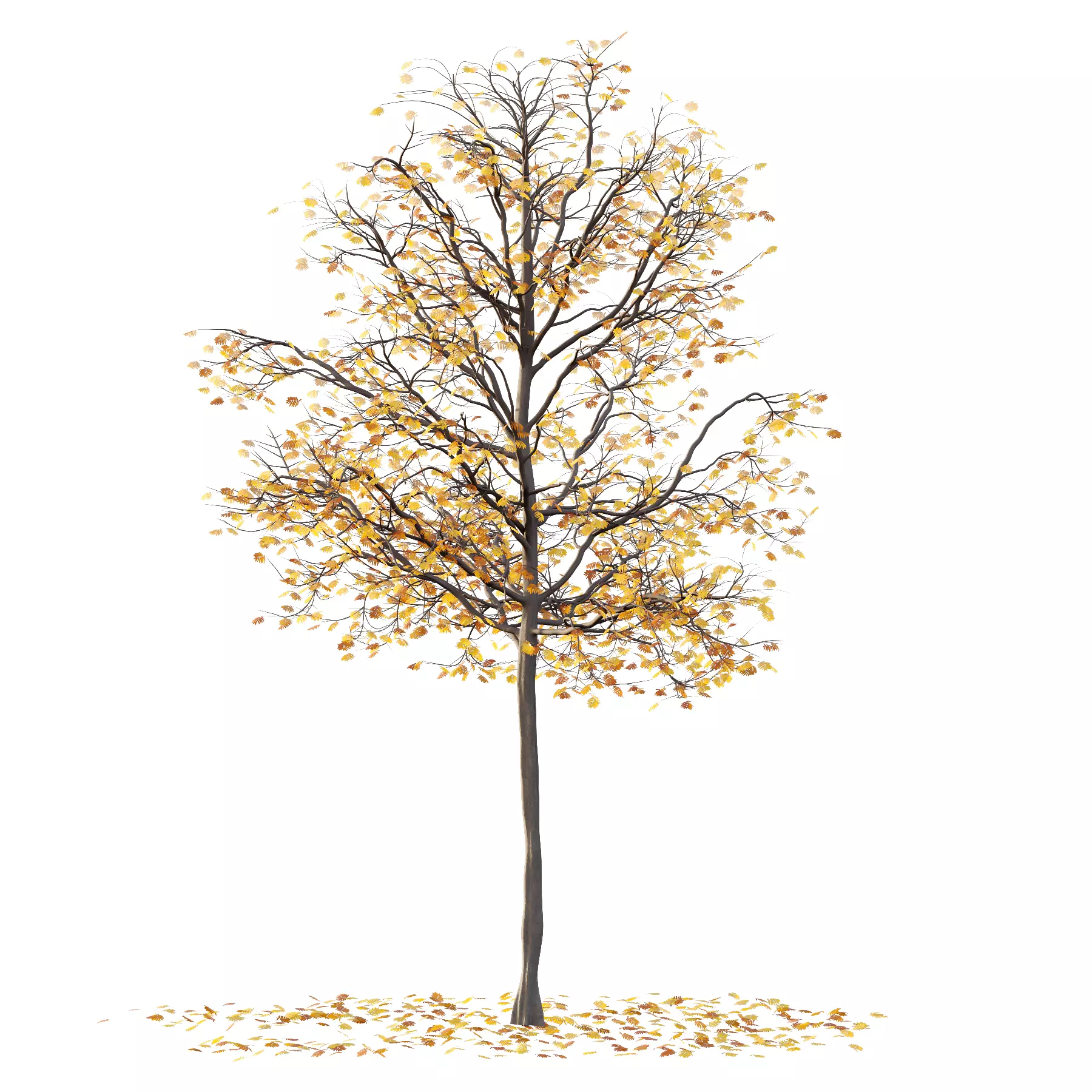 Mountain Ash Tree 04 3D model_2