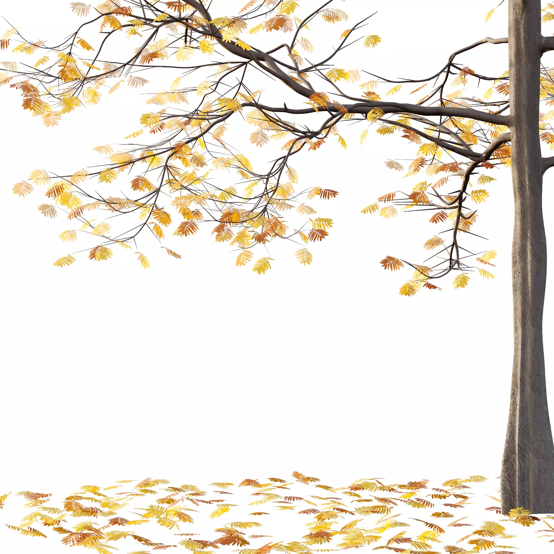 Mountain Ash Tree 04 3D model_4