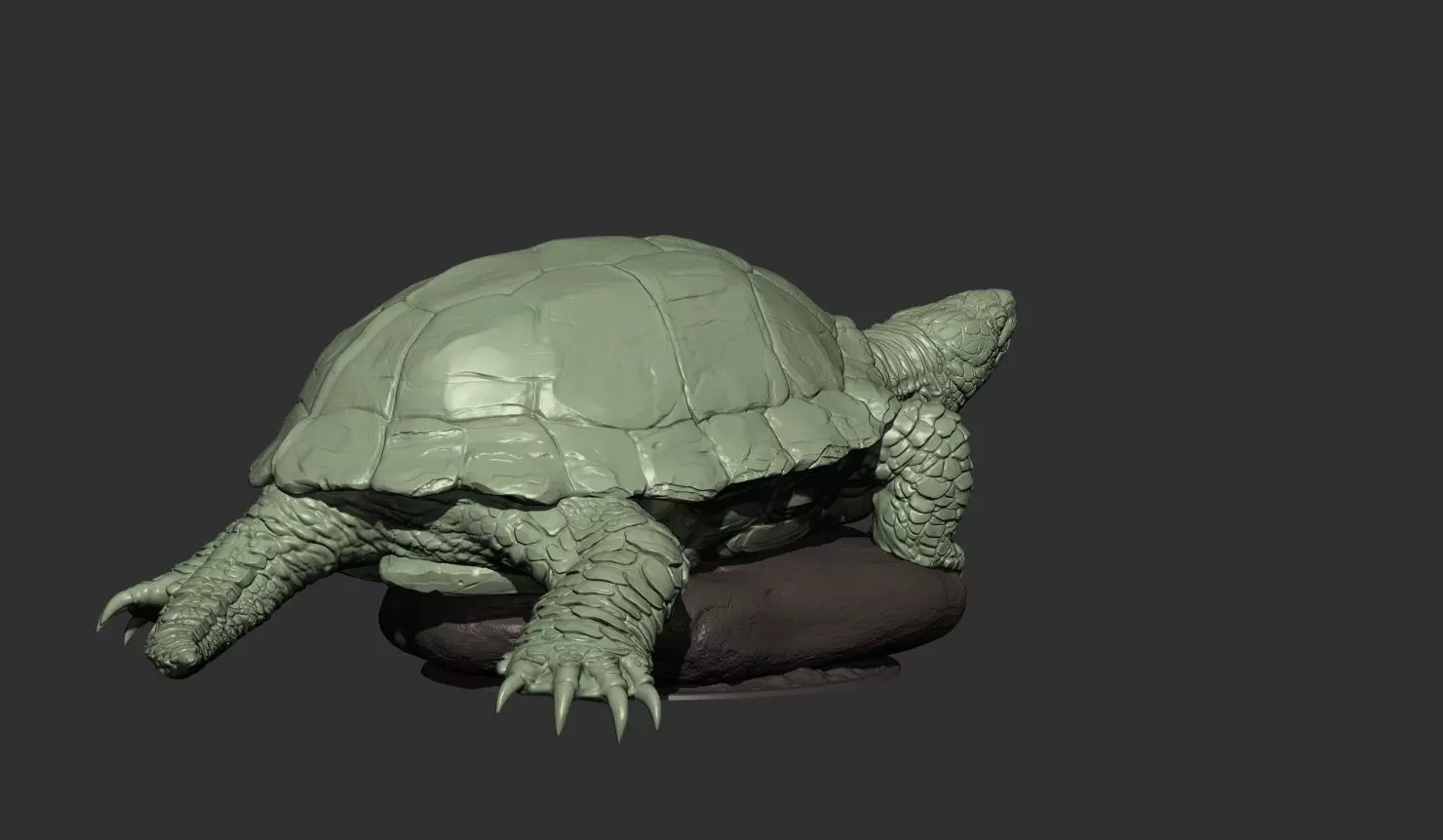 Turtle 3d model 3D print model_3