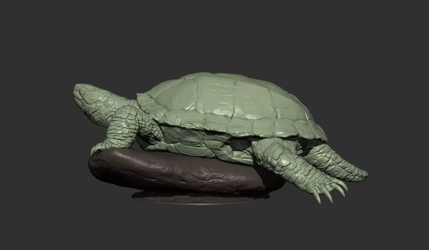 Turtle 3d model 3D print model_2