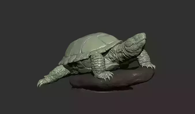 Turtle 3d model