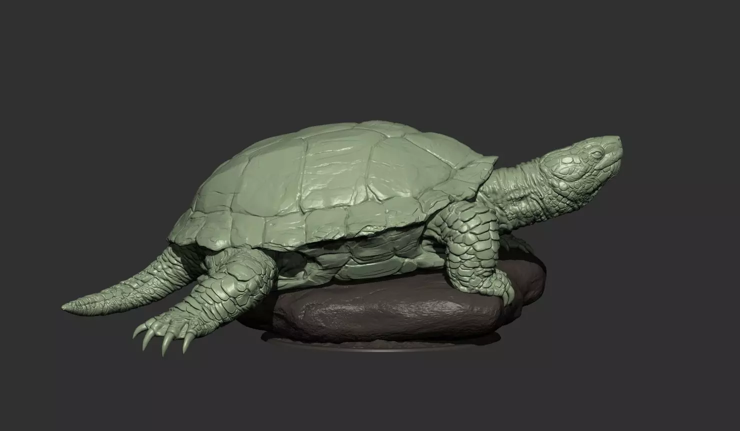 Turtle 3d model 3D print model_4