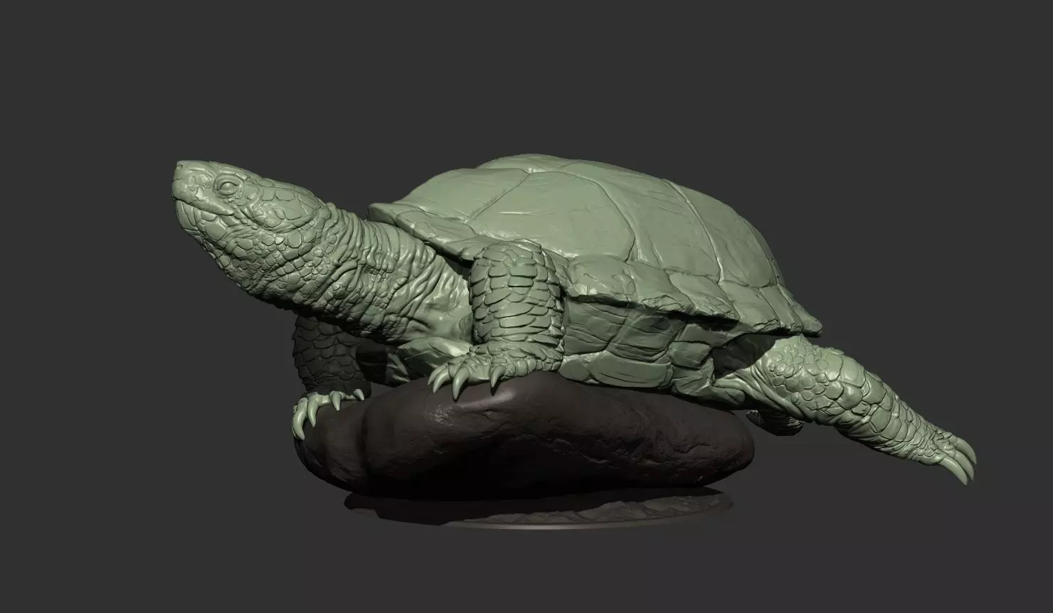 Turtle 3d model 3D print model_1